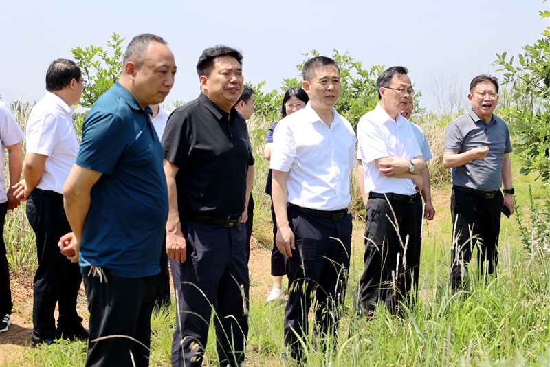 阿里巴巴黄松图片