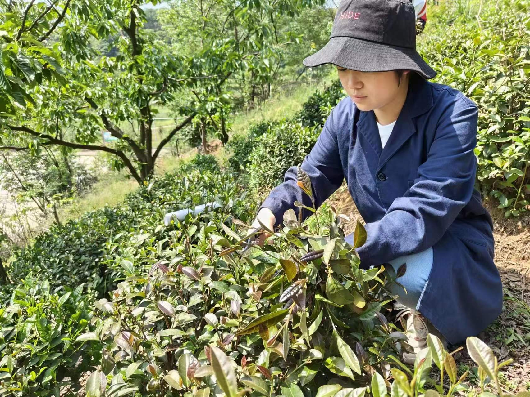 教师常亚丽携“茶重组”科研兴趣小组成员前往多地采集茶树优异种质资源样本-信阳农林学院茶学院