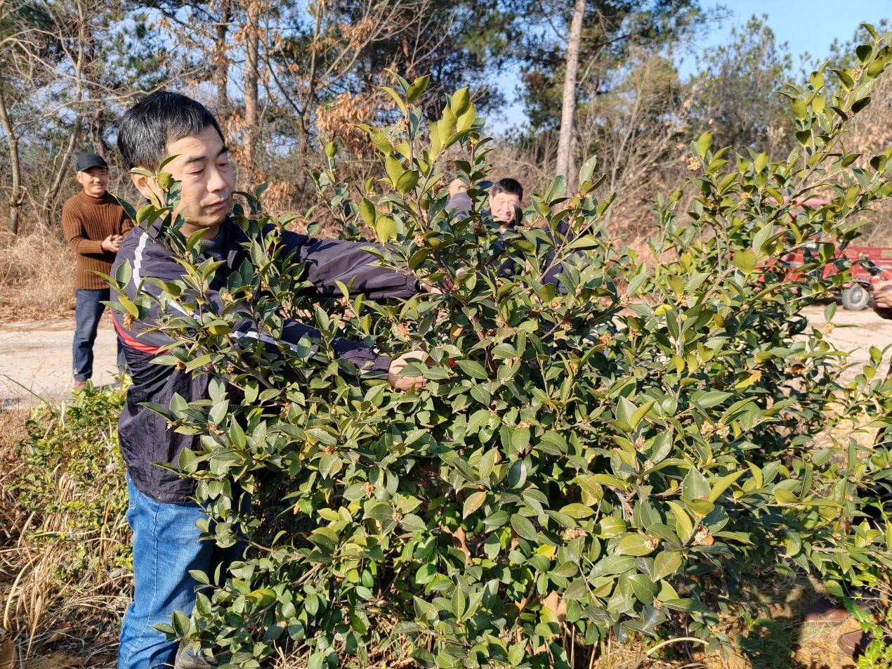 一剪子 大文章！咸丰开展油茶种植、管护培训_长江云 - 湖北网络广播电视台官方网站